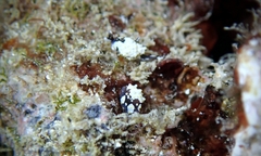 Colpodaspis thompsoni