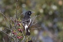 Certhionyx variegatus