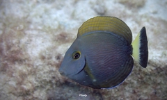 Acanthurus nigroris