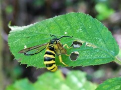 Pennisetia marginatum