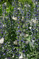 Aporia crataegi