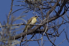 Ptilotula keartlandi
