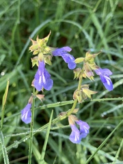 Salvia prunelloides