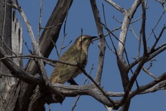 Chrysococcyx basalis