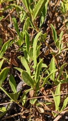 Penstemon cardwellii