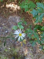Boltonia asteroides