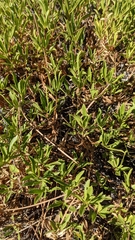 Penstemon cardwellii