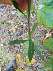 Boltonia asteroides