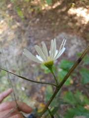 Boltonia asteroides