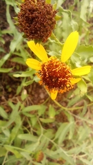 Asteroideae