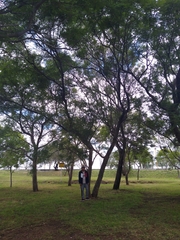 Vachellia pennatula