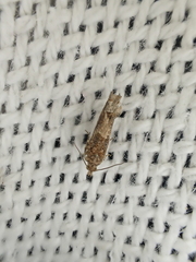 Crocidosema plebejana