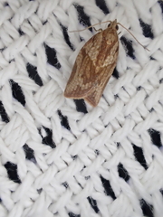 Epiphyas postvittana