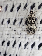 Scoparia exhibitalis