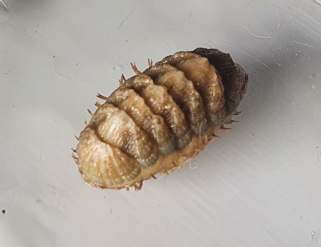 Callistoplax retusa
