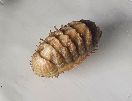 Callistoplax retusa