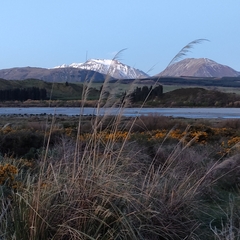 Austroderia richardii