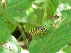 Pennisetia marginatum
