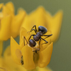 Camponotus planatus