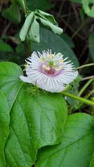 Passiflora vesicaria