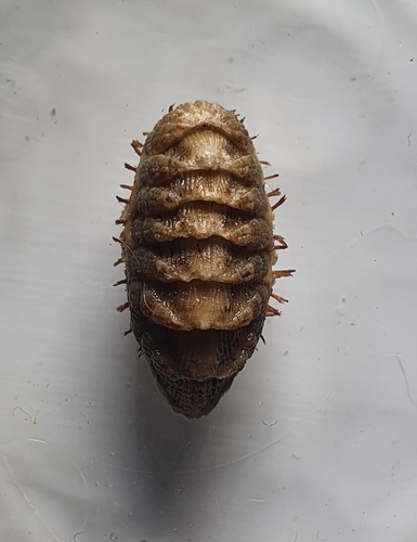 Callistoplax retusa