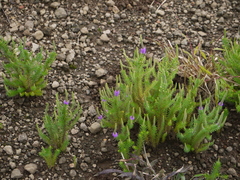 Pogostemon deccanensis