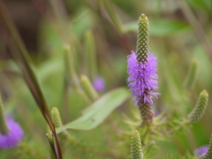 Pogostemon deccanensis