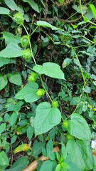 Passiflora vesicaria