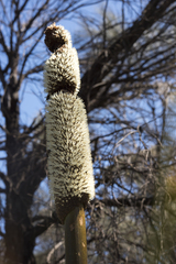 Xanthorrhoea drummondii