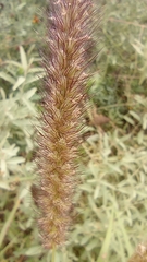 Cenchrus ciliaris