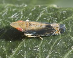 Scaphytopius majestus