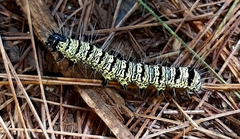 Androloma disparata