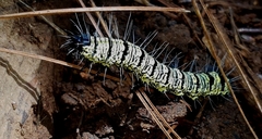 Androloma disparata