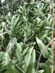 Microsorum pustulatum pustulatum