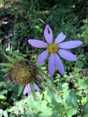 Iostephane heterophylla