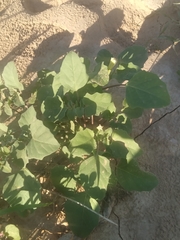 Datura arenicola