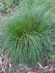 Carex divulsa
