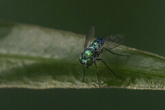 Condylostylus mundus