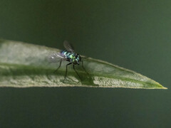 Condylostylus mundus
