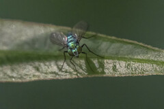 Condylostylus mundus