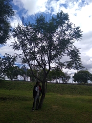 Vachellia pennatula