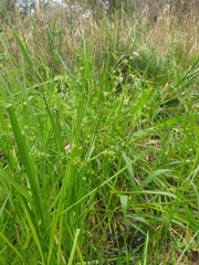Juncus planifolius