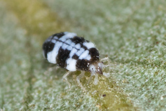 Coniopterygidae