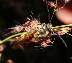 Xanthocampsomeris limosa