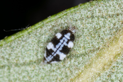 Coniopterygidae