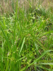Juncus planifolius