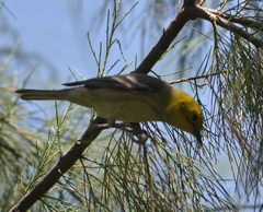 Setophaga townsendi × occidentalis