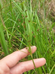 Juncus planifolius