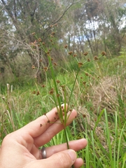 Juncus planifolius