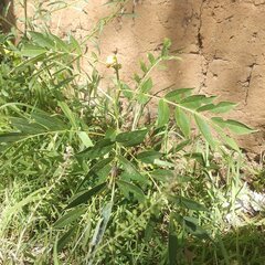 Senna crotalarioides